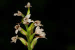 Small green wood orchid